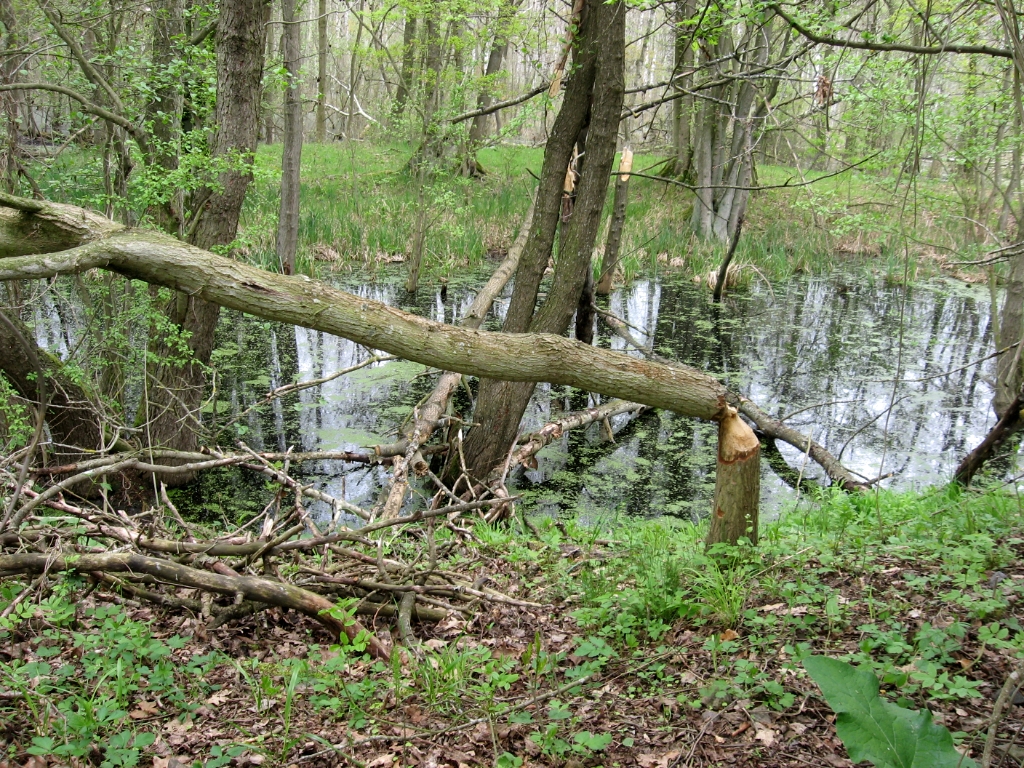 Duitsland Elly (51)